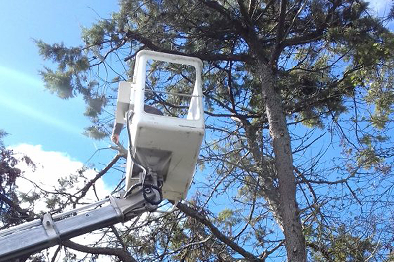 nacelle arbre hauteur branches jardins