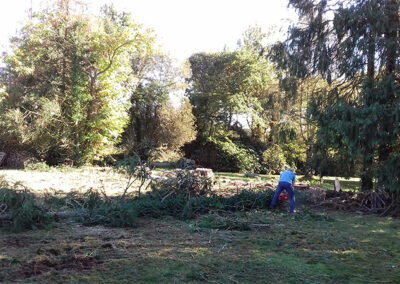 abattage d'arbre