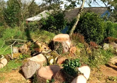 Démontage d'arbre mort avec la nacelle