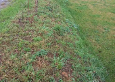 Pose de toile de paillage sur talus aménagement