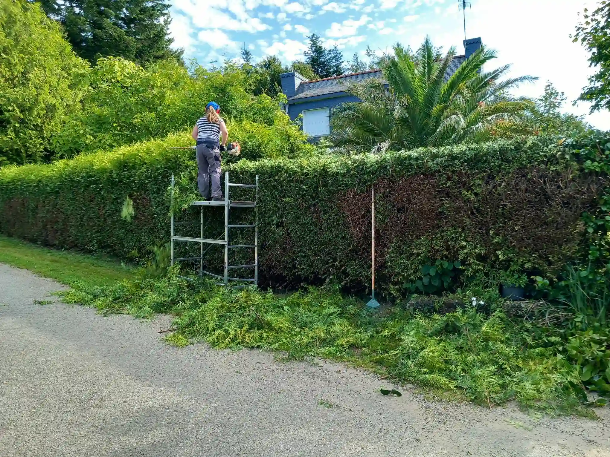 Taille de haie Création